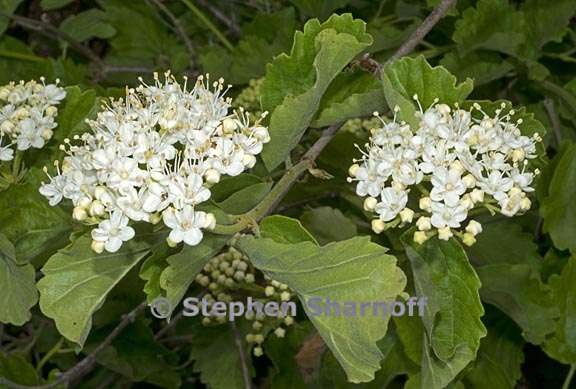 viburnum ellipticum 8 graphic